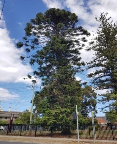 Classified Tree Register | Glen Eira City Council