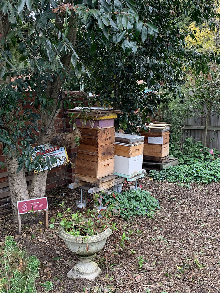 Resident’s garden with beehives