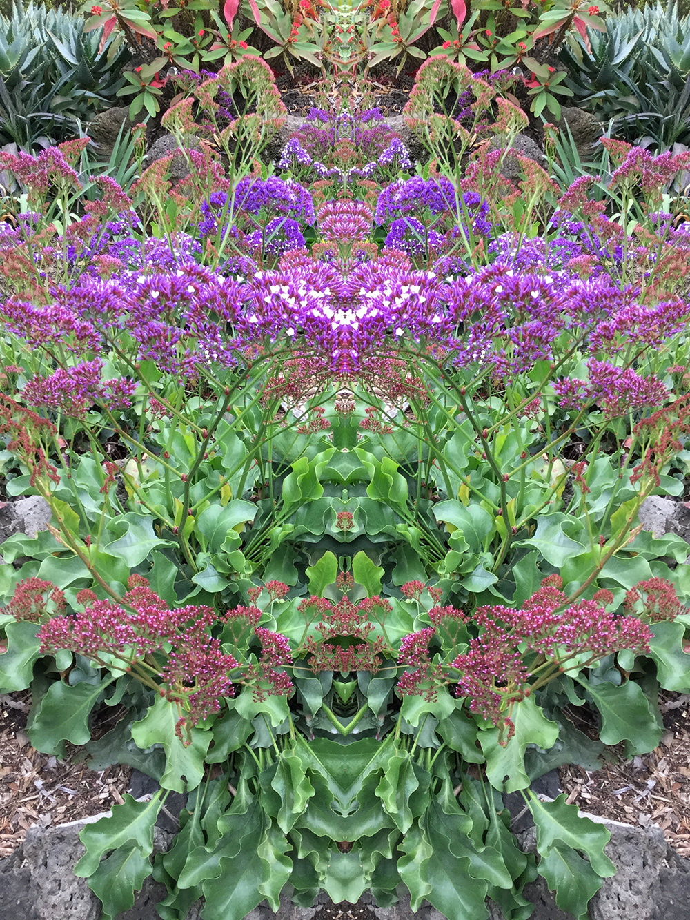 Photograph of flowers reflected making patterns
