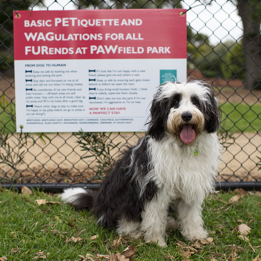 Black and white dog sitting in front of a Pawfield Park sign.