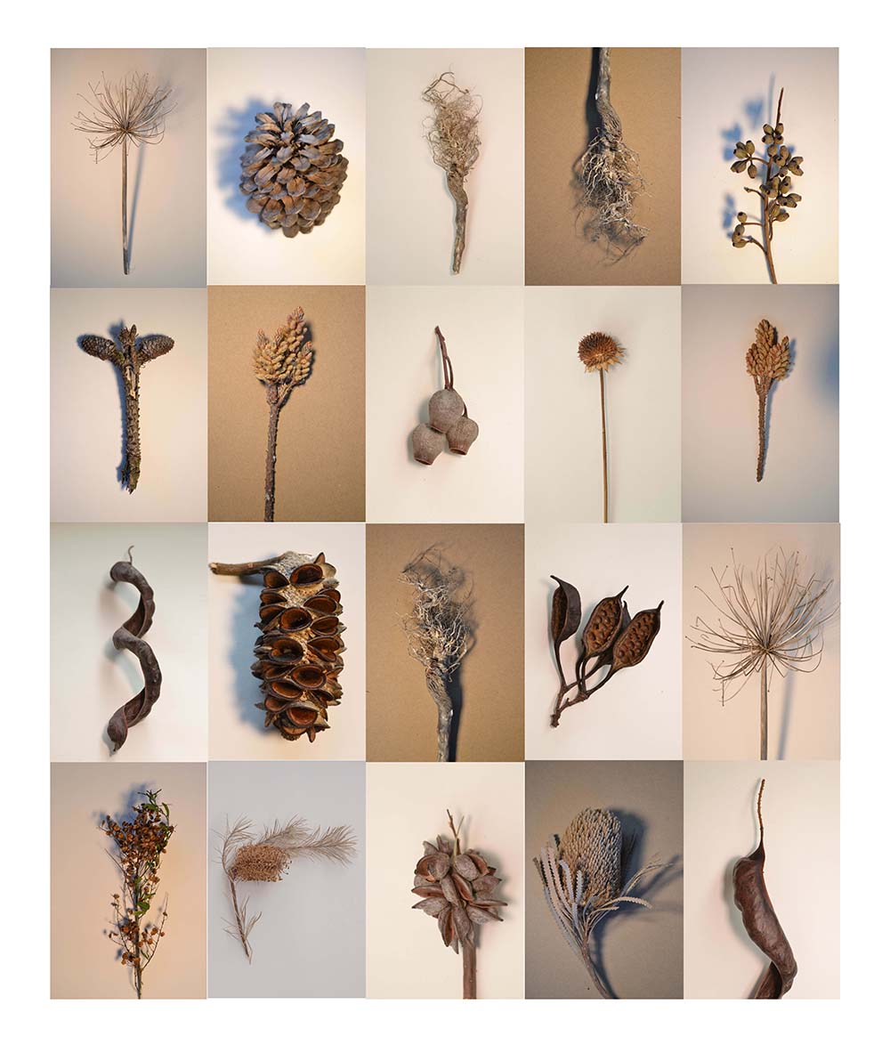 Anita Ren | Seeds of Life 2024 | digital photograph, 110 x 80 cm | Wesley College, Glen Waverley Campus