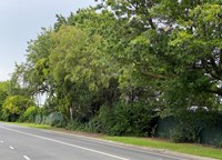 Trees along Queens Ave