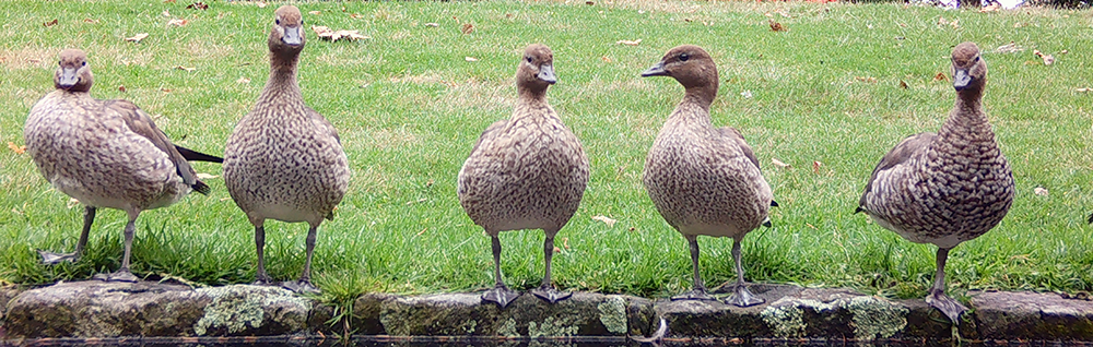 Australian Wood ducks standing along the edge of Caulfield Park Lake