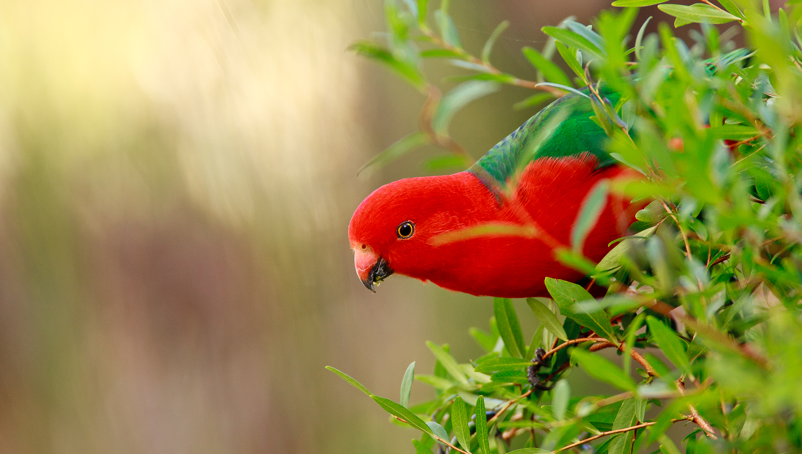 Red and green bird